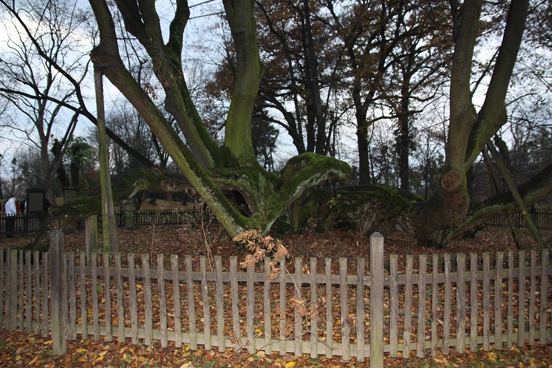 Svatomartinské slavnosti v Bzenci 14.11.2009